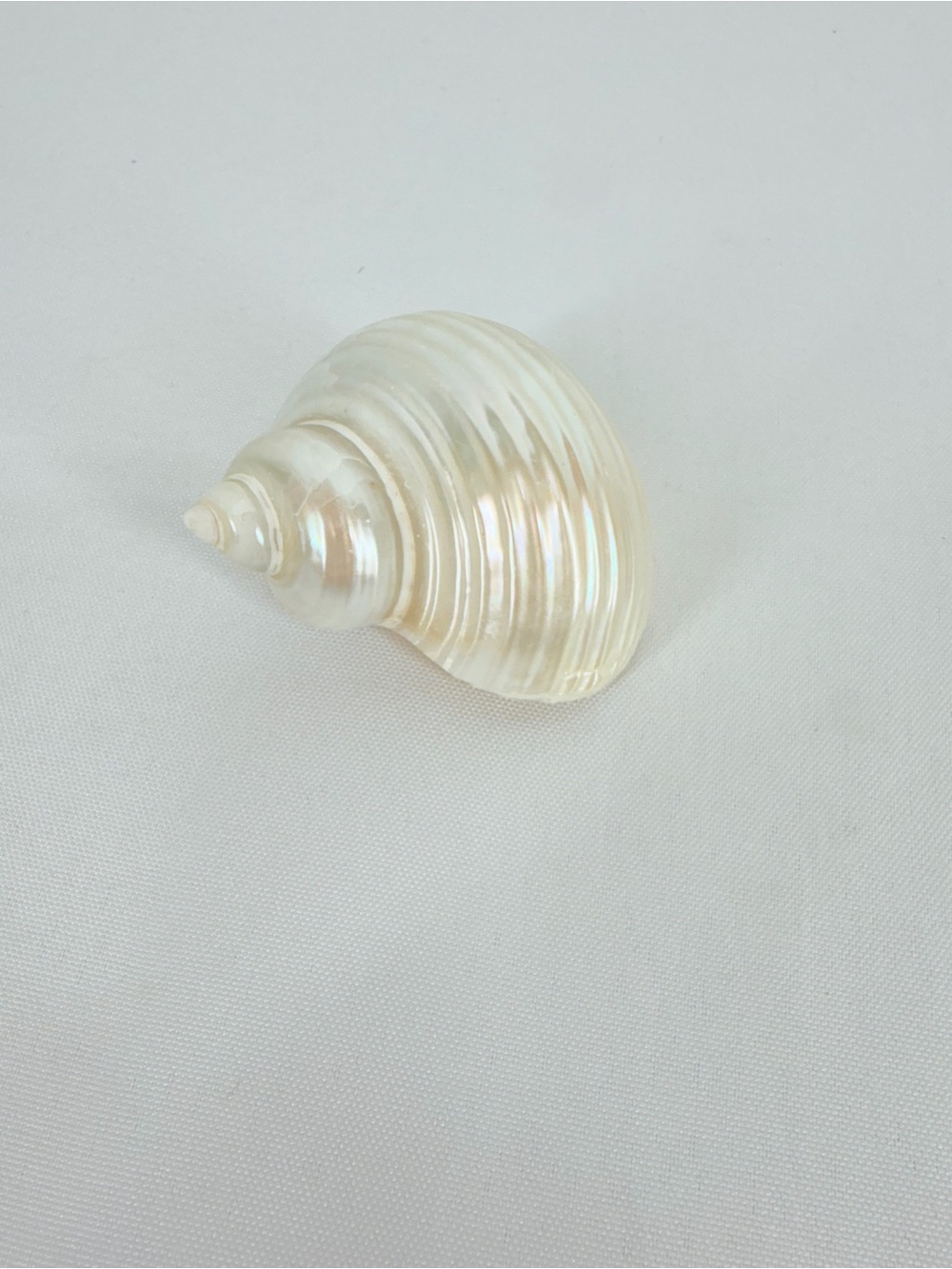 Shiny Seashell - Picture 7 of 7